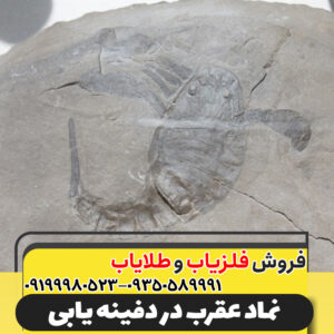 نماد عقرب در دفینه یابی09199980523